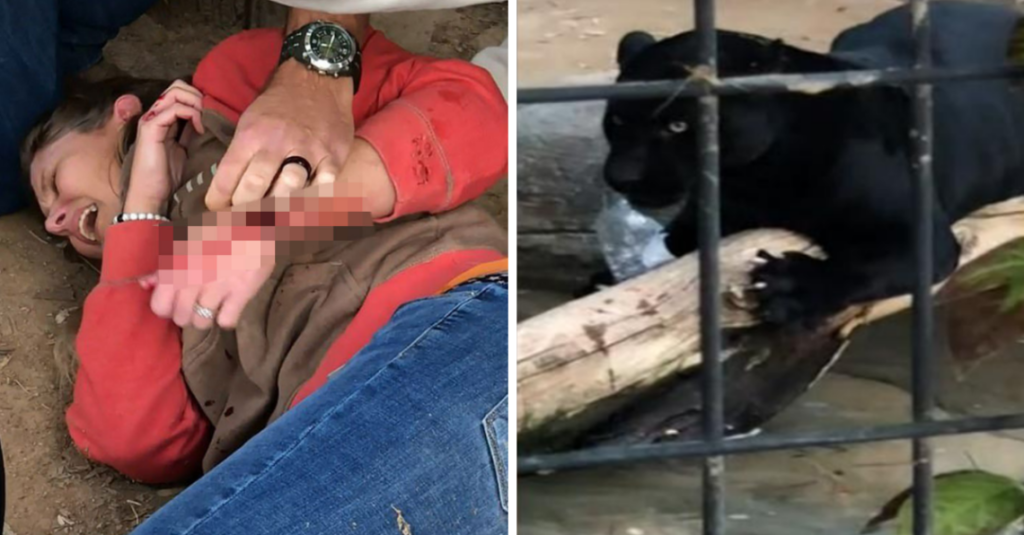 Zoo Will Not Put Down Jaguar Who Attacked Woman Taking Selfie